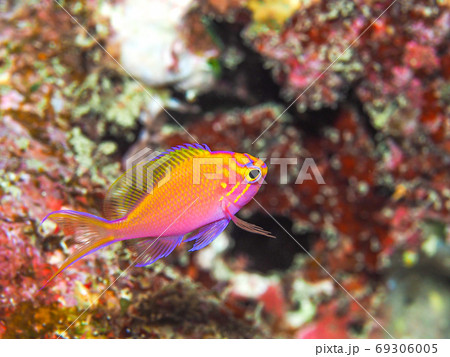 ハナゴンベの幼魚 ハナゴンベの幼魚 69306005