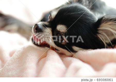 おやつを食べるチワワ 69306061