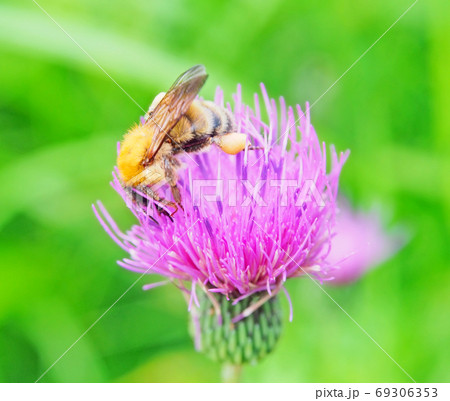 足に花粉だんごをつけたミツバチの写真素材