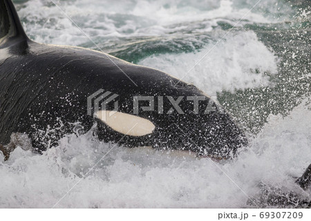 Killer whale hunting sea lions. 69307209