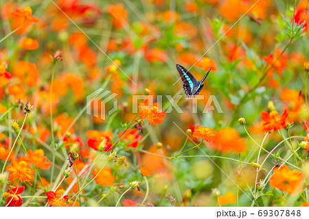 アオスジアゲハ キバナコスモス カラフルな 花畑 夏の花 赤い花 オレンジの花の写真素材