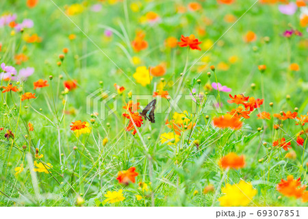 アオスジアゲハ、キバナコスモス、カラフルな、花畑、夏の花、赤い花、オレンジの花 69307851