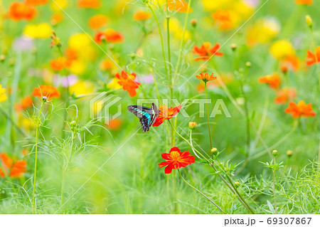 アオスジアゲハ キバナコスモス カラフルな 花畑 夏の花 赤い花 オレンジの花の写真素材