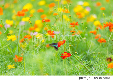 アオスジアゲハ キバナコスモス カラフルな 花畑 夏の花 赤い花 オレンジの花の写真素材