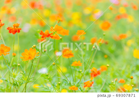 アオスジアゲハ、キバナコスモス、カラフルな、花畑、夏の花、赤い花、オレンジの花 69307871