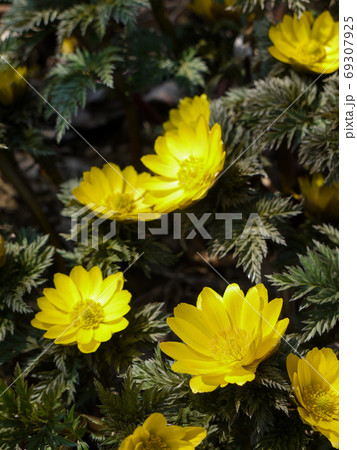 フクジュソウ 69307925