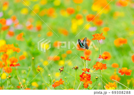 アオスジアゲハ キバナコスモス カラフルな 花畑 夏の花 赤い花 オレンジの花の写真素材 6930