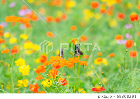 アオスジアゲハ キバナコスモス カラフルな 花畑 夏の花 赤い花 オレンジの花の写真素材