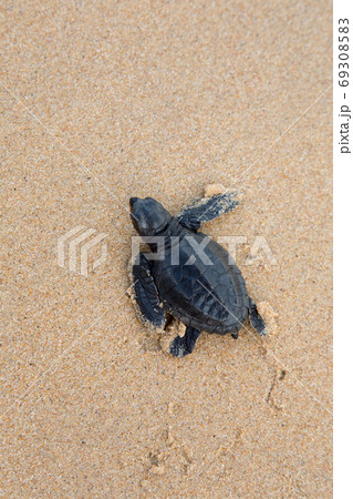 turtles give birth and get out from sand turtles give birth and get out from sand 69308583