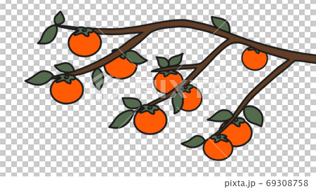 Persimmon fruit fruit Persimmon fruit fruit 69308758