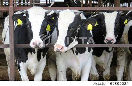 ホルスタイン牛の写真素材