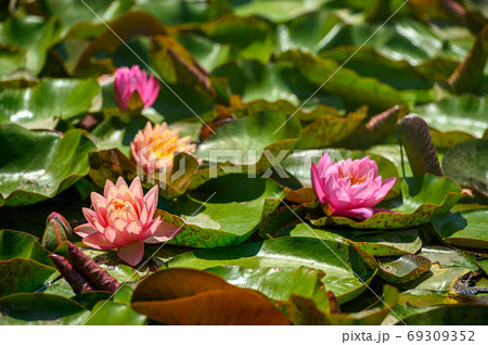 Red water lily AKA Nymphaea alba f. rosea in a lake Red water lily AKA Nymphaea alba f. rosea in a lake 69309352
