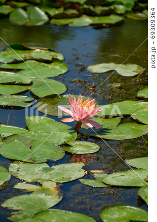 Red water lily AKA Nymphaea alba f. rosea in a lake 69309364