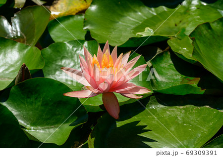 Red water lily AKA Nymphaea alba f. rosea in a lake Red water lily AKA Nymphaea alba f. rosea in a lake 69309391