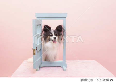 どこでもドアと微笑むパピヨン 69309839