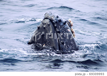 ザトウクジラのスパイホップ　沖縄座間味島 69309993