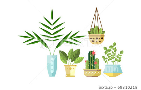 Home or Office Decorative Plants Set, Green Trendy Plants Growing in Pots Flat Style Vector Illustration 69310218