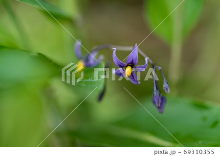 オオマルバノホロシ 69310355