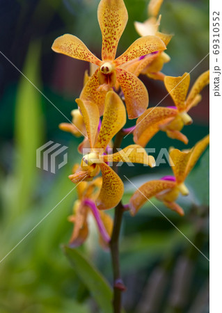 orange  Orchid Flowers 69310552