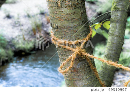 Young tree with a loop tied tightly to it 69310997