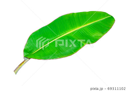 Banana leaf, green leaves, isolated 69311102