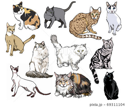カラーイラストの猫の図鑑のイラスト素材