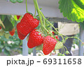 女子旅バスツアーで行った美味しいイチゴのいちご狩り三粒 69311658