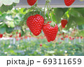 女子旅バスツアーで行った美味しいイチゴのいちご狩り二粒 69311659