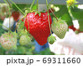 女子旅バスツアーで行った美味しいイチゴのいちご狩り一粒 69311660