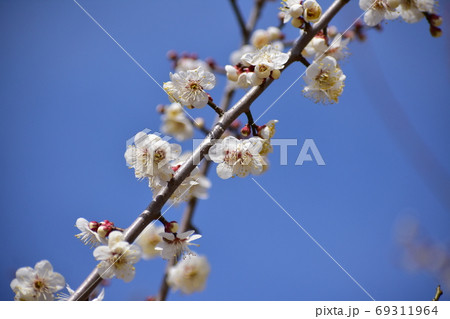 白梅と青空 白梅と青空 69311964