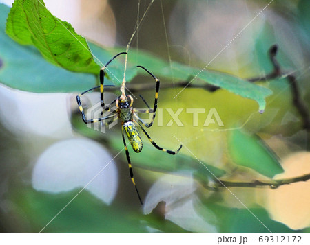 獲物を糸でぐるぐる巻きにする蜘蛛 ジョロウグモの写真素材 [69312172