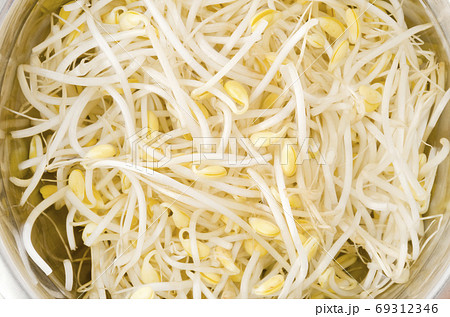 水に漬けた大豆もやし 69312346