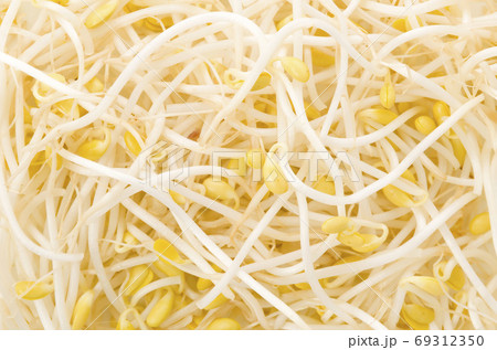 大豆もやし 大豆もやし 69312350
