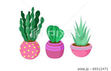 Cactus and Succulent Plant Growing in Flowerpots Vector Set Cactus and Succulent Plant Growing in Flowerpots Vector Set 69312471