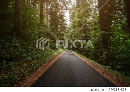 the road in the summer or spring forest 69313493