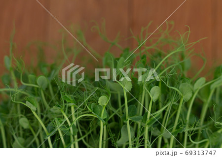 Leaves of micro greens pea close-up Leaves of micro greens pea close-up 69313747
