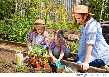 mom and her cute daughters planting seedlings 69313944