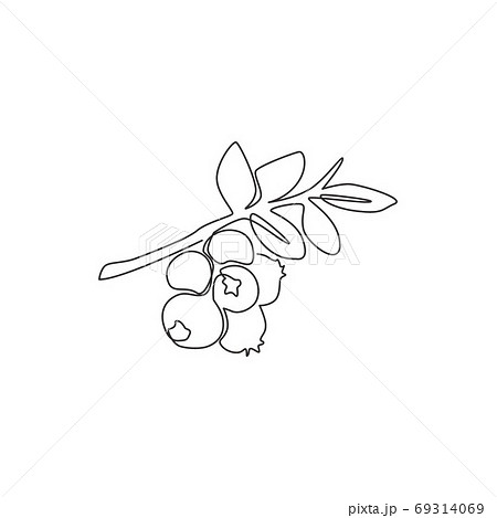 One continuous line drawing of whole healthy organic blueberries for orchard logo identity 69314069