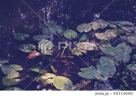 Blooming lotus bud, young plant. Yellow lotus 69314090