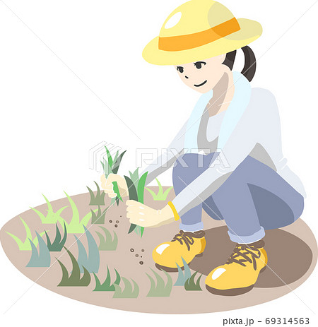 雑草が生えている土地で草むしりをする麦わら帽子をかぶった女性 草刈りのイラスト素材