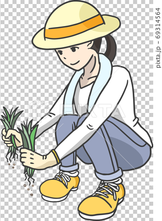 草むしりをする麦わら帽子をかぶった女性 草刈り 線ありのイラスト素材