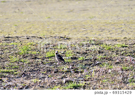 冬の野鳥 芝生を歩くシメ 正面 69315429