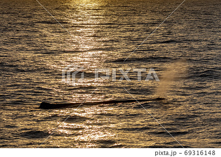 Sperm Whale at sunset in mediterranean Sea Sperm Whale at sunset in mediterranean Sea 69316148