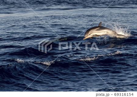 Dolphin while jumping in the sea at sunset 69316154