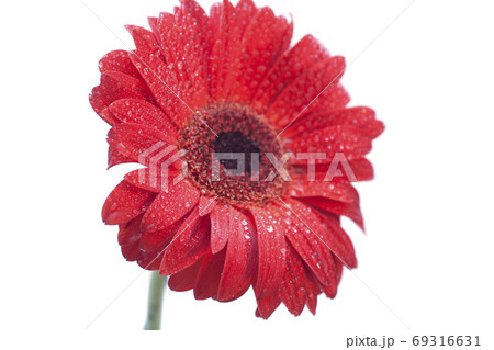 Red gerbera daisy with drops 69316631