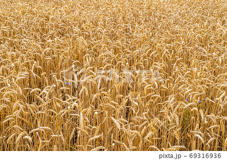 Ripening Ears of Meadow Wheat Field. Beards of Golden Barley Close Up. Beautiful Field Landscape 69316936