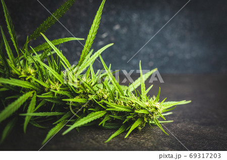 Marijuana bud flowers of cannabis 69317203