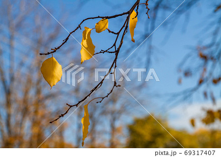Yellow autumn apricot leaves on a branch. Blue sky Yellow autumn apricot leaves on a branch. Blue sky 69317407