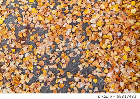 Yellow fallen birch leaves on an asphalt road. Top Yellow fallen birch leaves on an asphalt road. Top 69317433