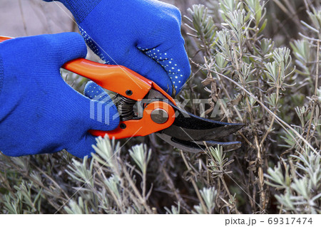 Hand in gloves holding bypass secateur and pruning Hand in gloves holding bypass secateur and pruning 69317474